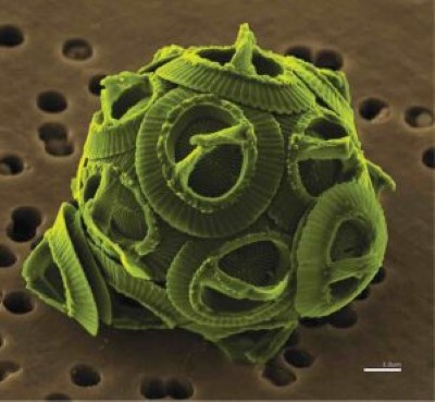 Coccolithophorids: They help regulate the temperature of our biosphere